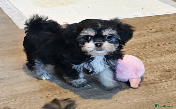Shih Tzu dogs - Advert 3