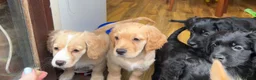 Mixed Breed dogs for sale: Stunning French bulldog/Pomeranian x Cocker  in London - Advert 12