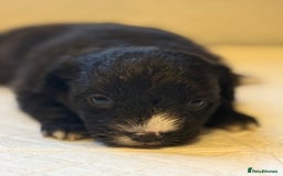 Cockapoo dogs for sale: Cockapoo F2 beautiful puppies  - Image 15