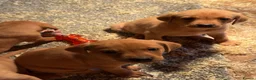 Labrador Retriever dogs for sale: KC REG - fox red Labrador puppies - Advert 3