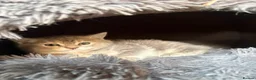 Mixed Breed cats for sale: Kittens  - Advert 6