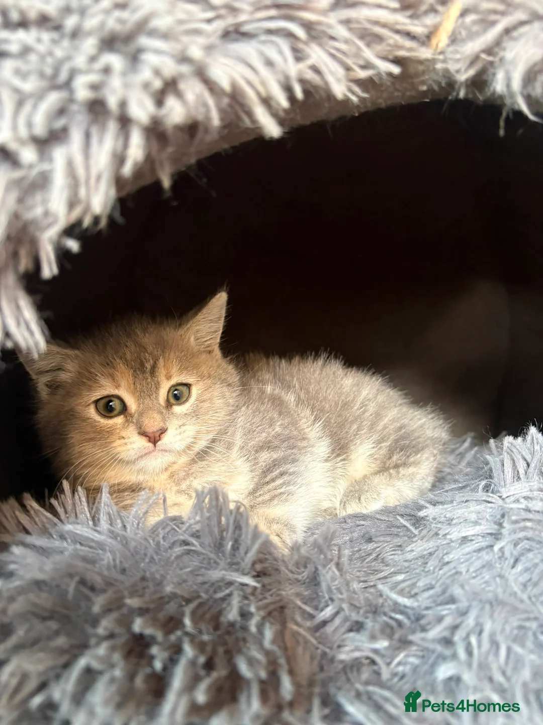 Mixed Breed cats for sale: Kittens  - Advert 6