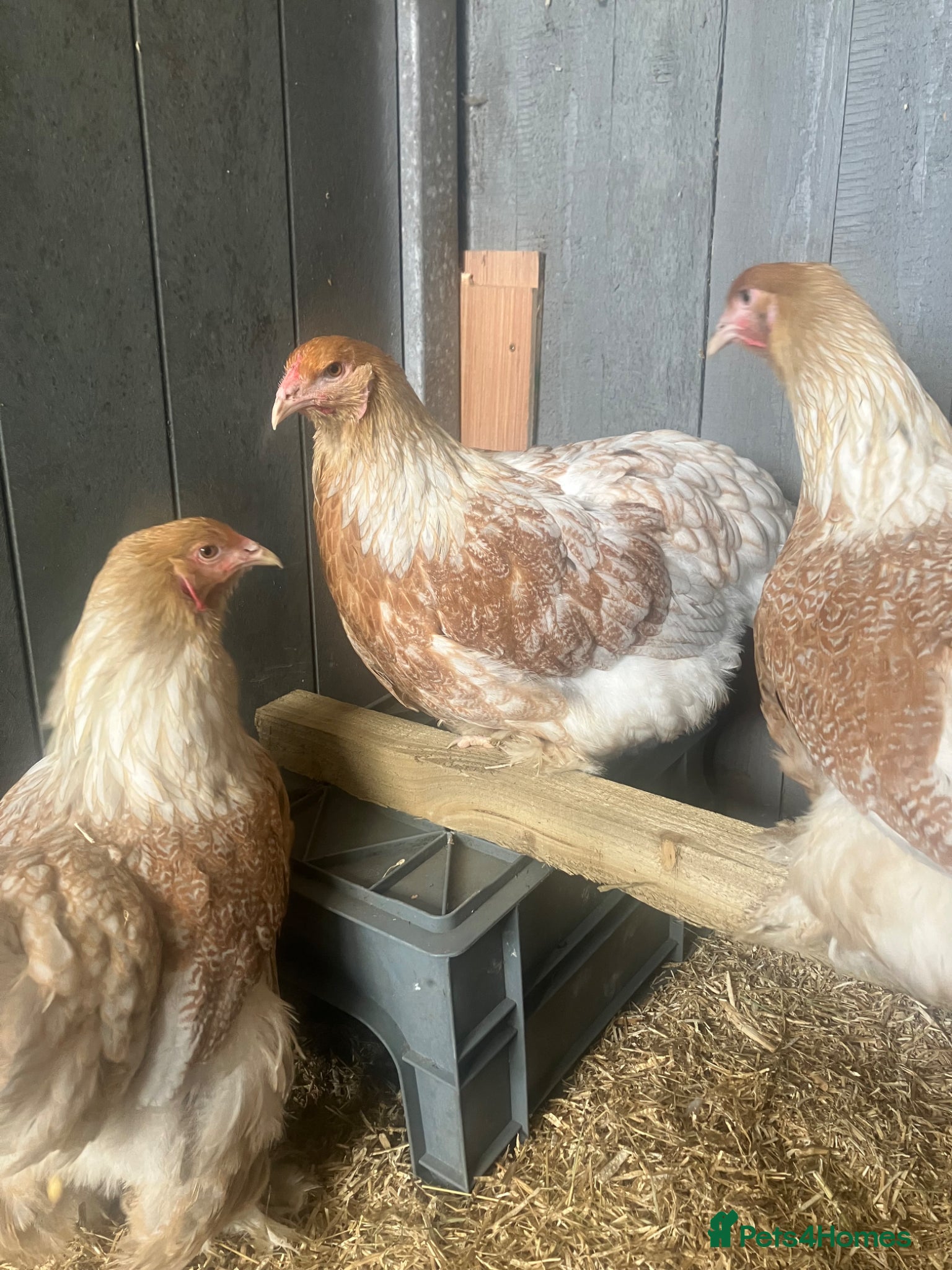 Chickens poultry Point of lay Brahma hens for sale  - Advert 15