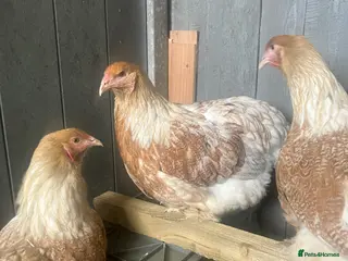 Chickens poultry Point of lay Brahma hens for sale - Advert 15