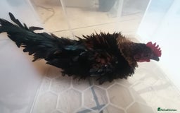 Chickens poultry for sale: Silkied Serama+Frizzled Pekin/Bantam roos & hens  - Image 7
