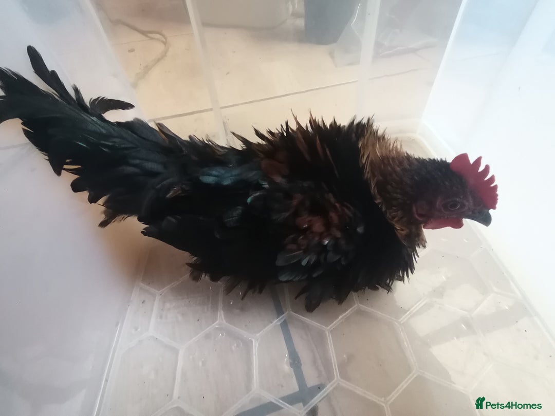 Chickens poultry for sale: Silkied Serama+Frizzled Pekin/Bantam roos & hens  - Image 7