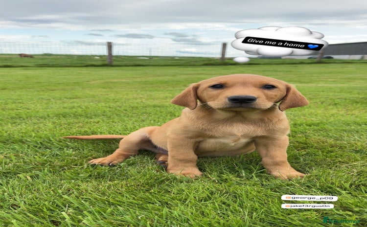 Labrador Retriever dogs - Advert 1