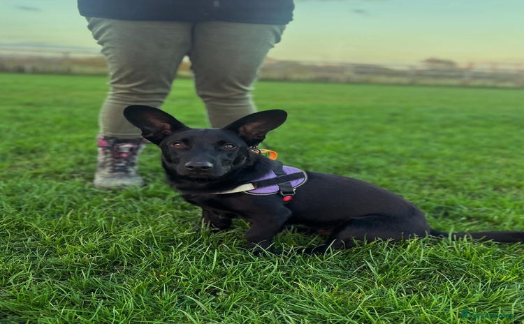 Dachshund dogs - Advert 1