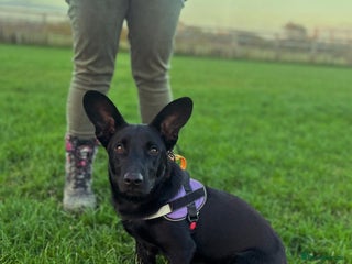 Dachshund dogs Cute Gregory looking for LOVE - Advert 15