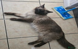Ragdoll cats for sale: 3 beautiful ragdolls seal point/tabby point - Image 9