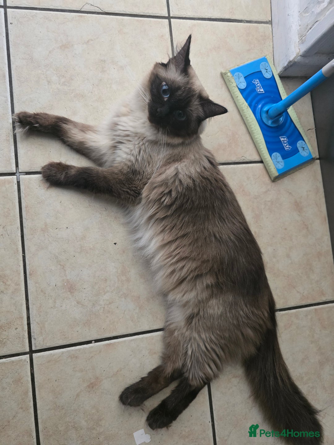 Ragdoll cats for sale: 3 beautiful ragdolls seal point/tabby point - Image 9