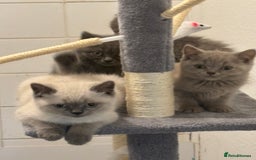 British Shorthair cats for sale: Stunning pure British shorthaired kittens - Image 14