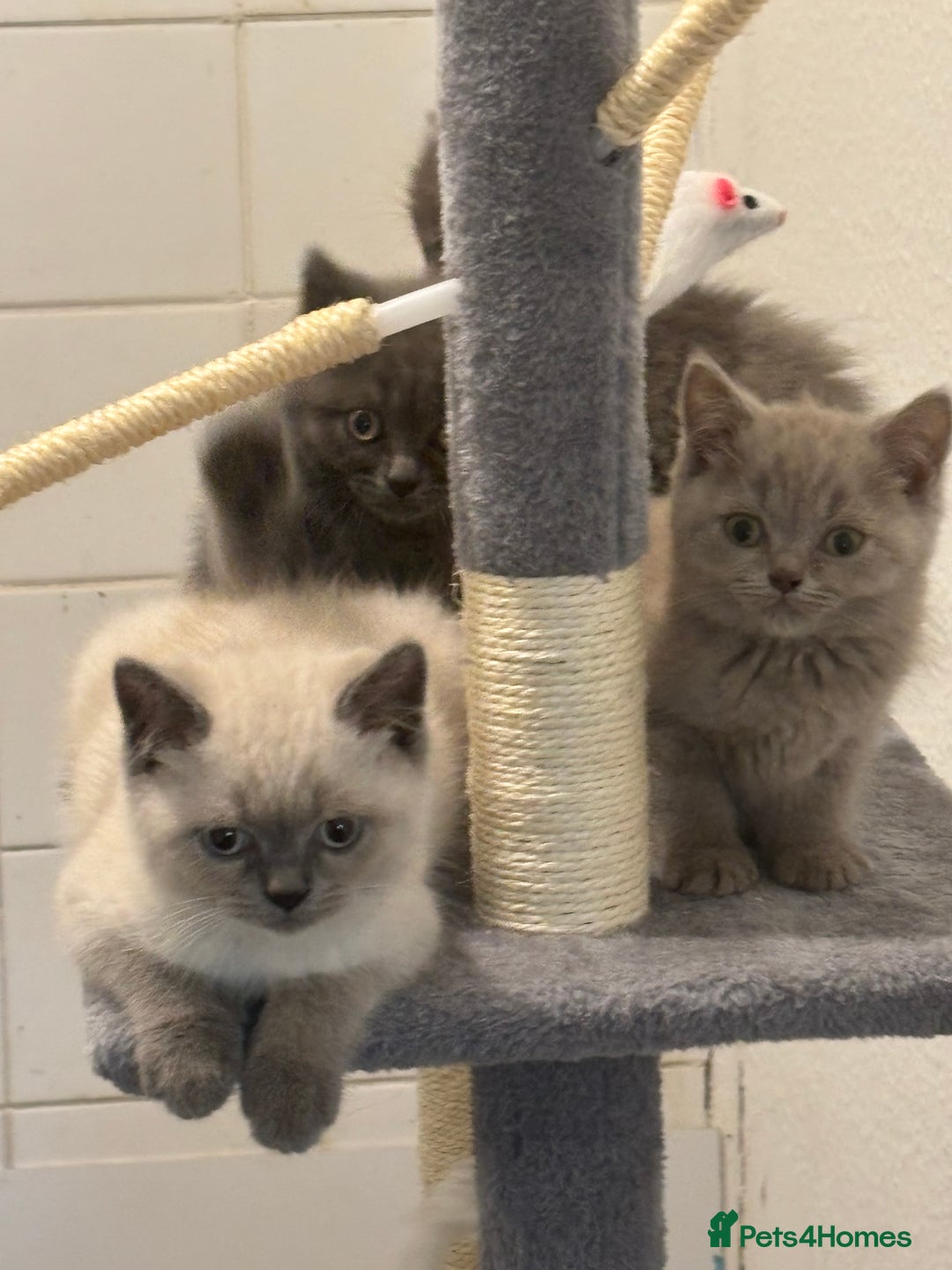 British Shorthair cats for sale: Stunning pure British shorthaired kittens - Image 14