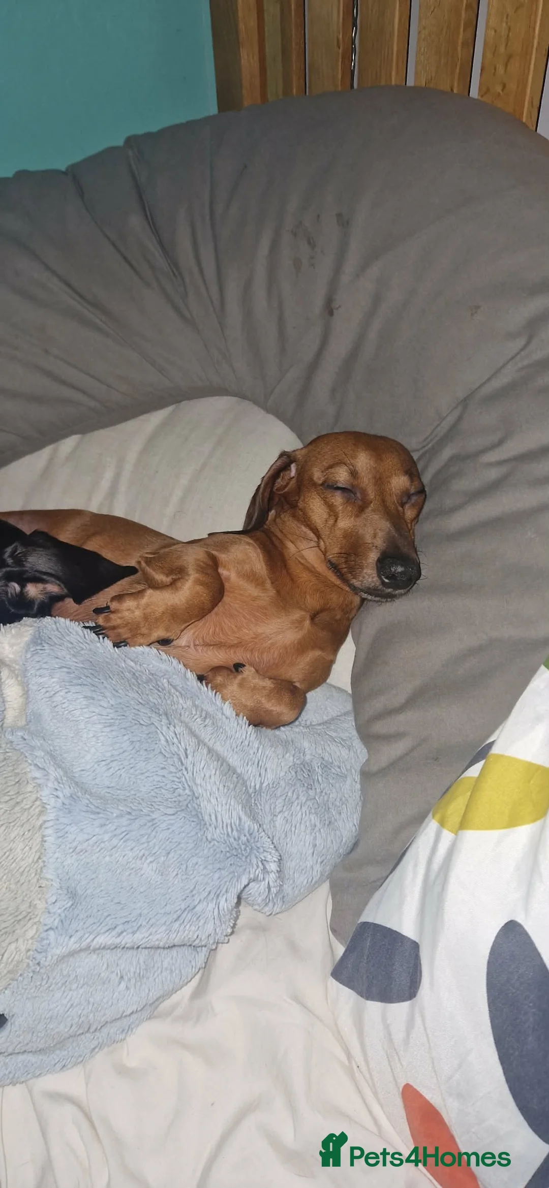 Miniature Dachshund dogs for sale: Mini Dachshund pups  - Advert 1