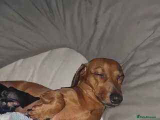 Miniature Dachshund dogs Mini Dachshund pups - Advert 5