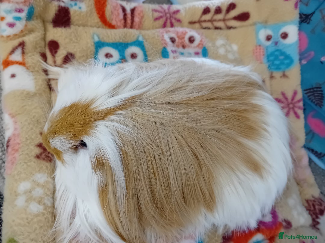Guinea Pig rodents for sale: Baby Golden Boars / Young Adult Sheltie Boar  RTL  - Advert 5