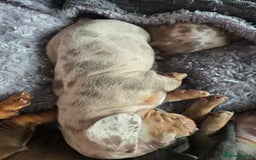 Dachshund dogs for sale: Beautiful Dachshund Puppies - Image 14