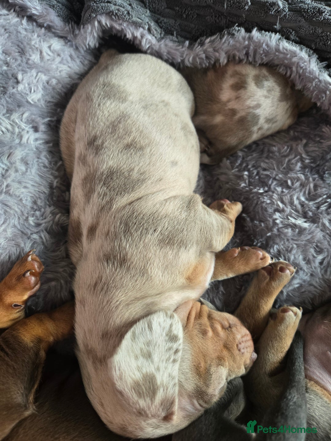 Dachshund dogs for sale: Beautiful Dachshund Puppies - Image 14