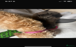 Cavapoo dogs for sale: Stunning cavapoo puppies  - Image 8