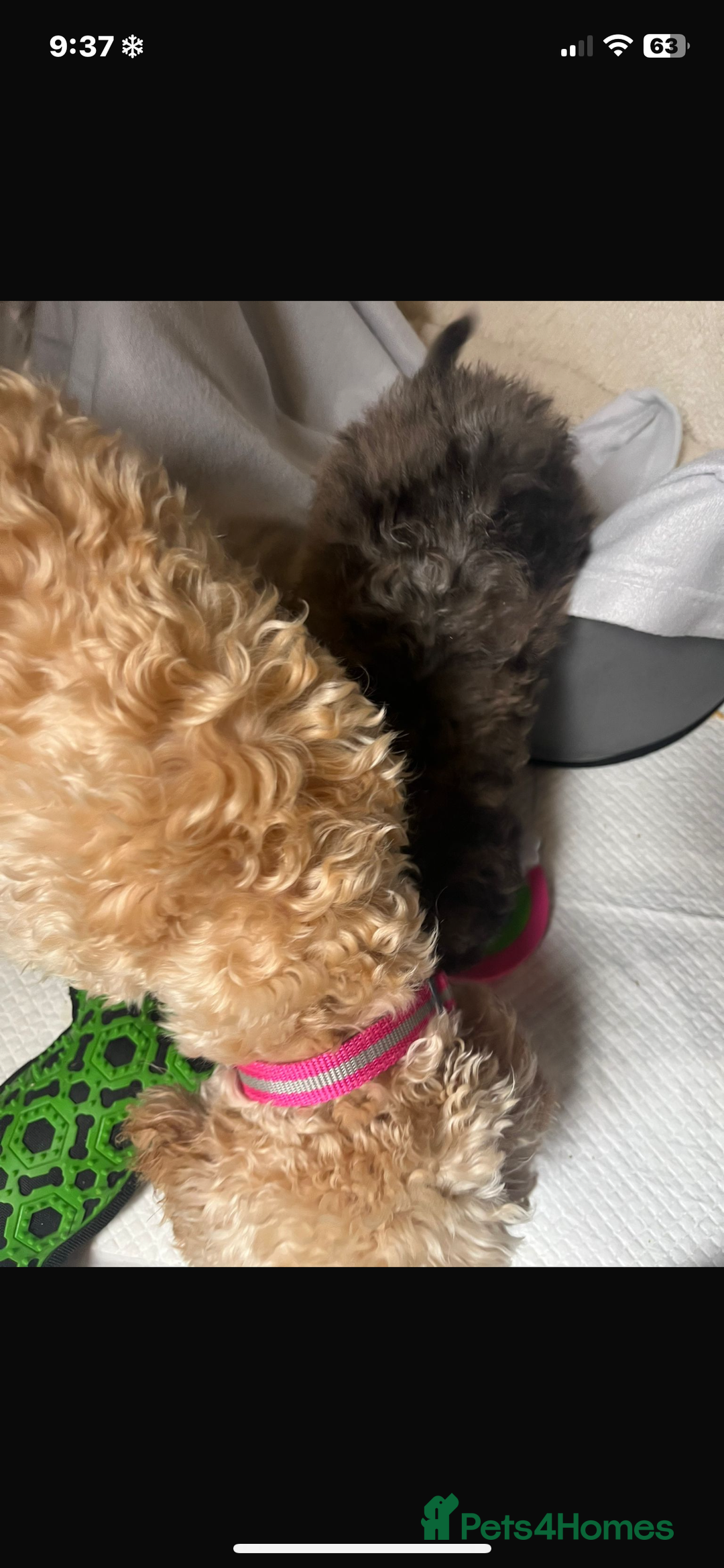 Cavapoo dogs for sale: Stunning cavapoo puppies  - Image 8