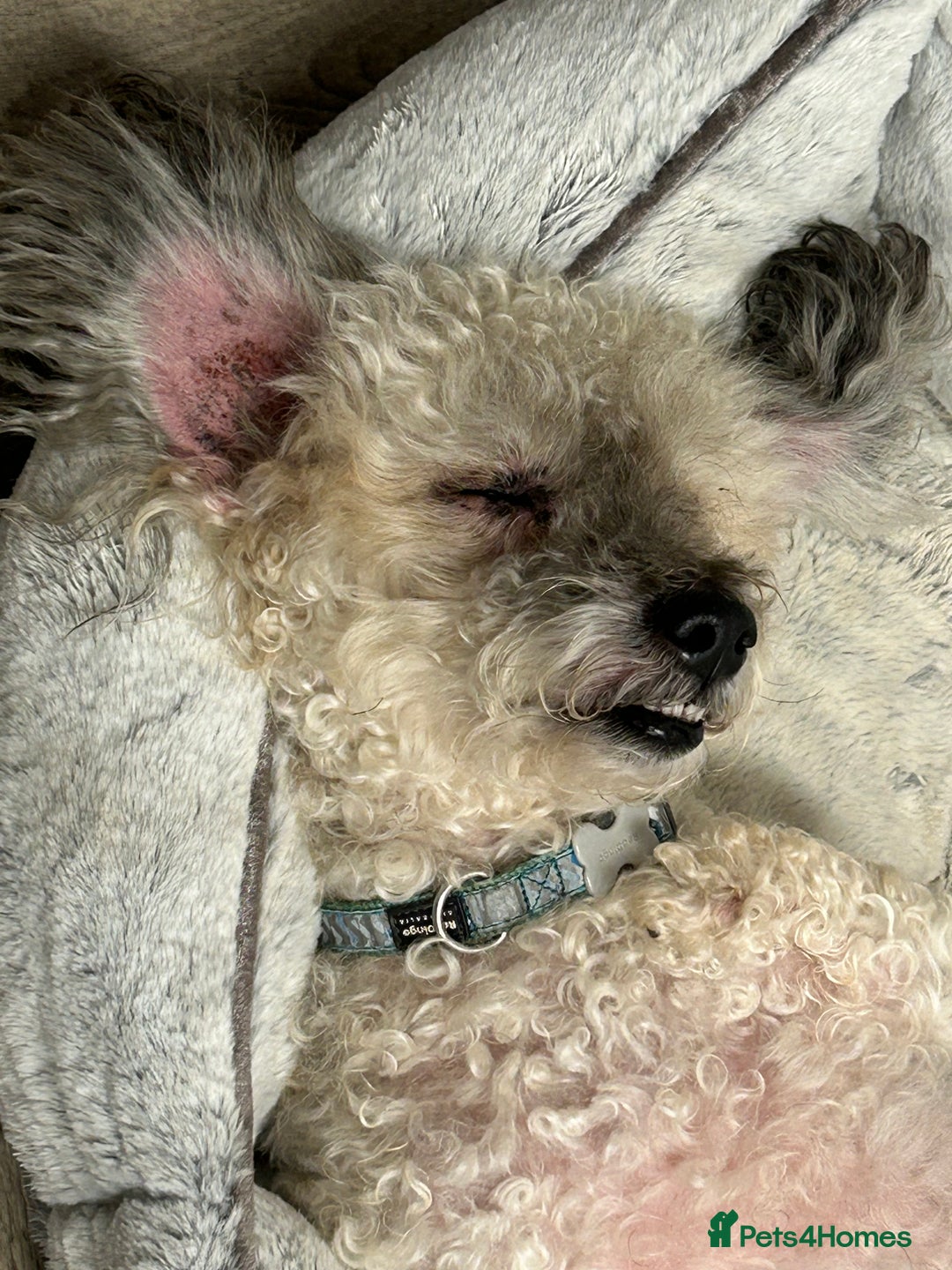 Mixed Breed dogs for sale: Cockapoo cross Poochon  - Image 14