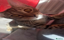 Bengal cats for sale: Bengal for sale  in Chester - Image 4