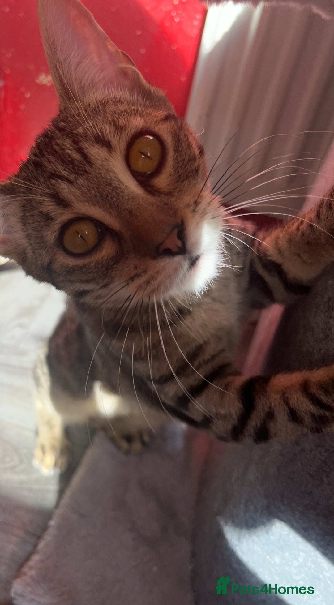 Bengal cats for sale: Bengal for sale  in Chester - Image 4