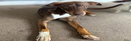 Mixed Breed dogs for sale: Mixed breed puppy  - Advert 3