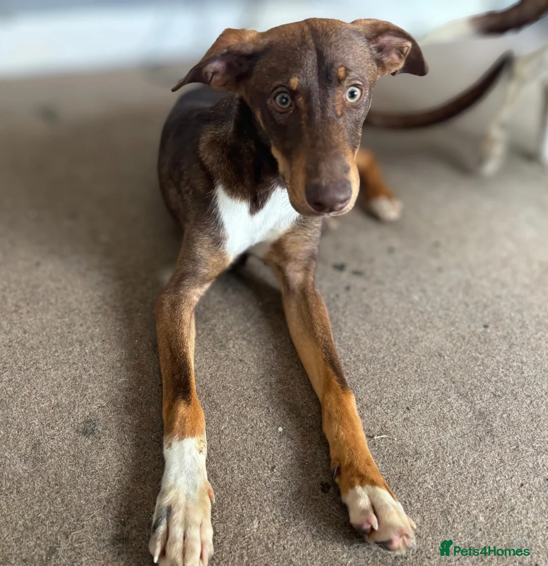 Mixed Breed dogs for sale: Mixed breed puppy  - Advert 3