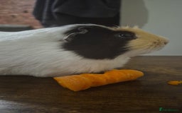 Guinea Pig rodents for sale: 2 x male guinea pigs  - Image 8