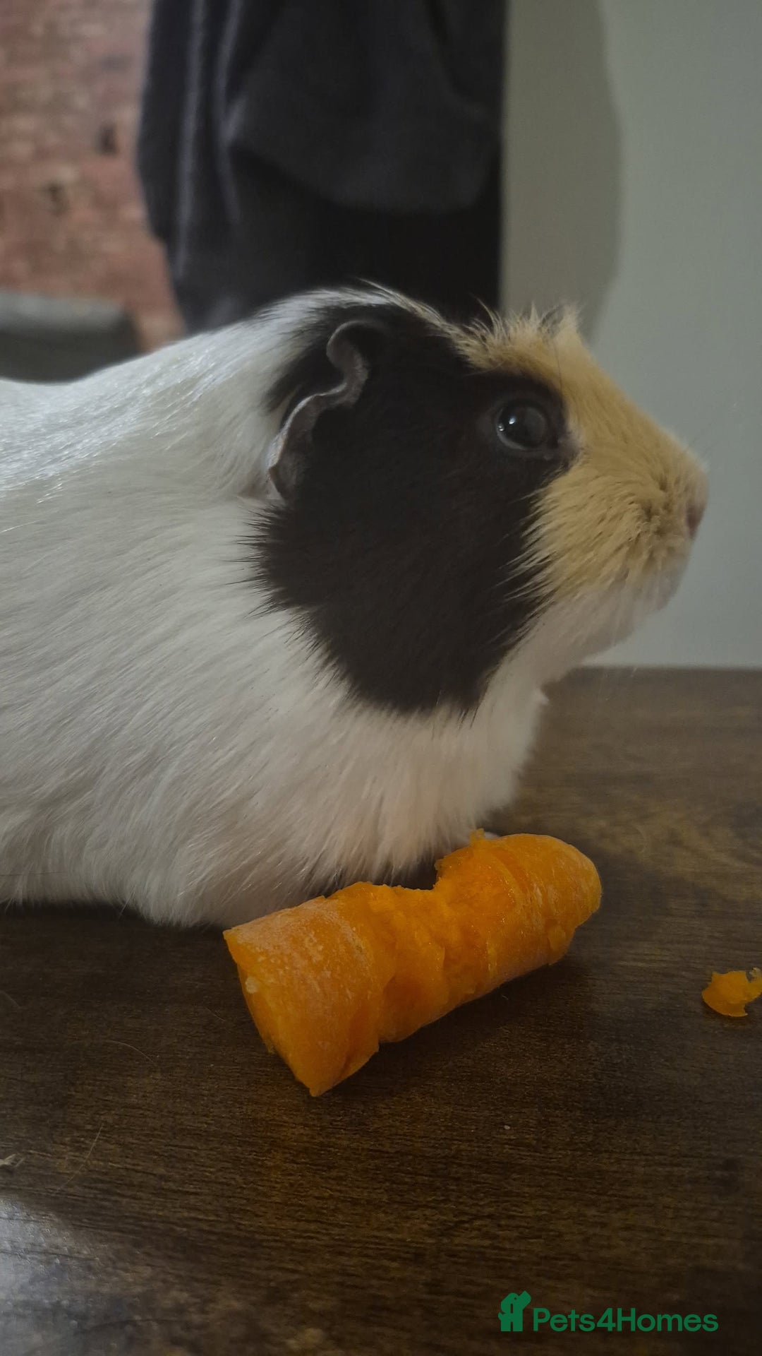 Guinea Pig rodents for sale: 2 x male guinea pigs  - Image 8