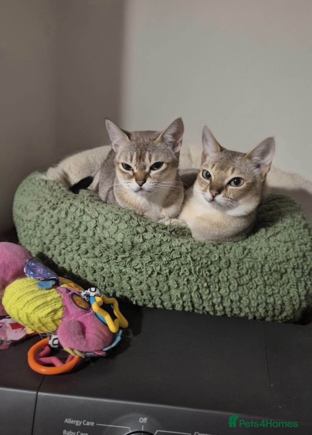 Singapura cats for sale: ⚜️TICA registered Singapura kittens  - Advert 7