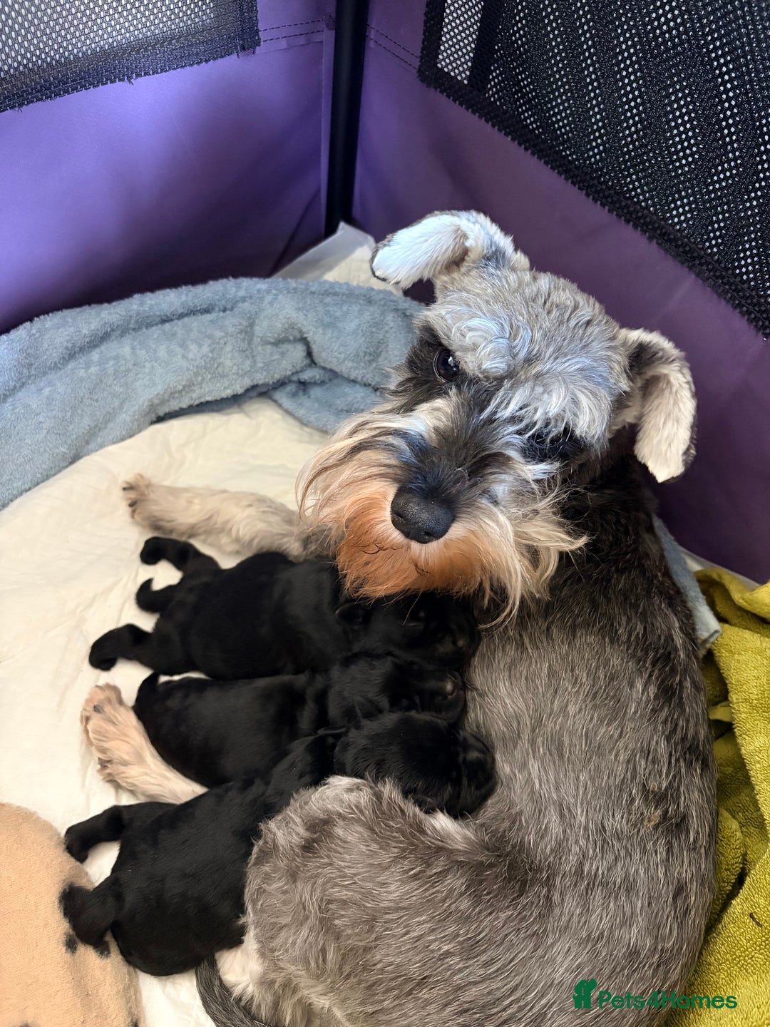 Miniature Schnauzer dogs for sale: Miniature Schnauzer pups - Advert 11