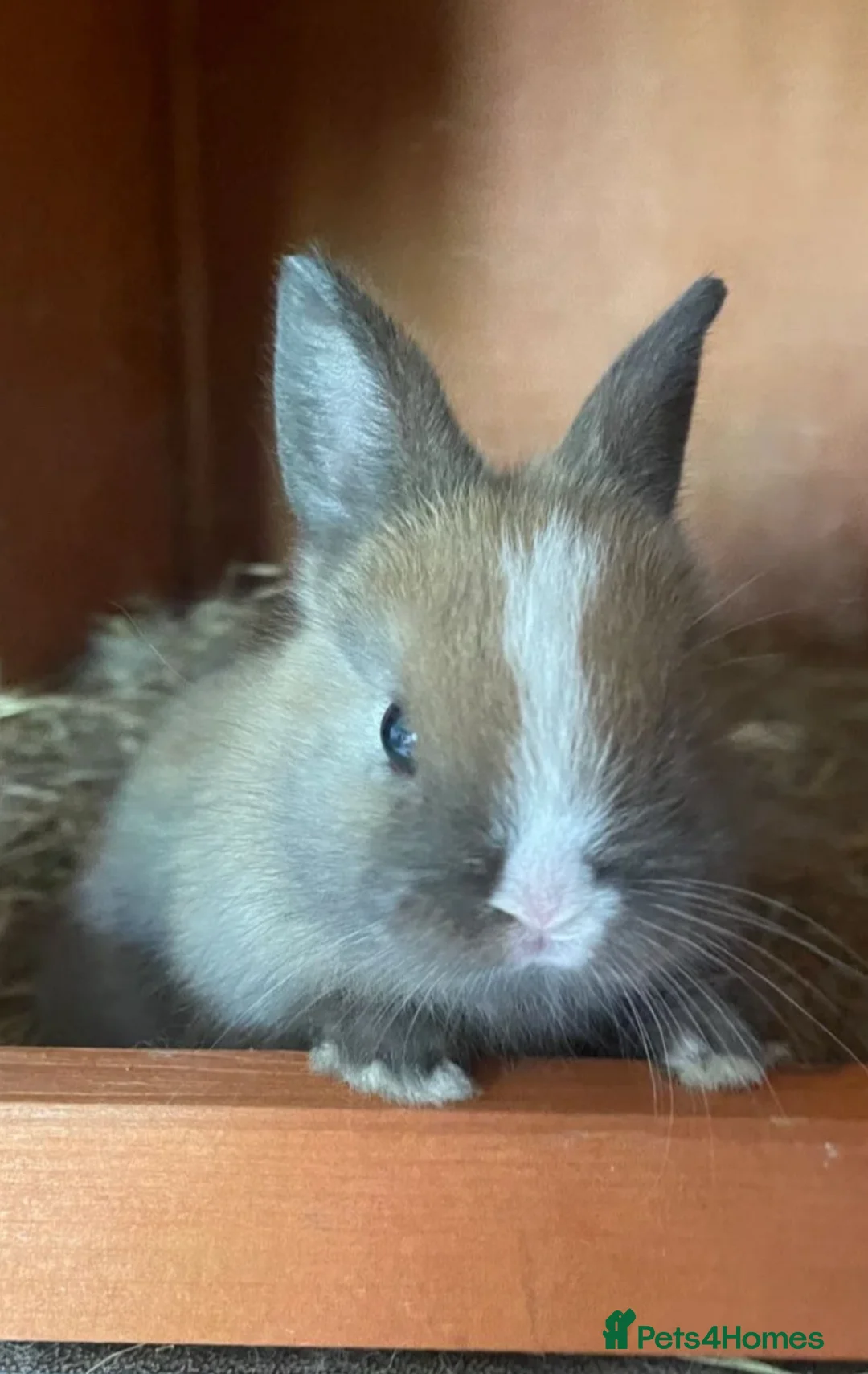 Netherland Dwarf rabbits for sale: Beautiful Netherlands dwarfs for sale!! - Advert 2