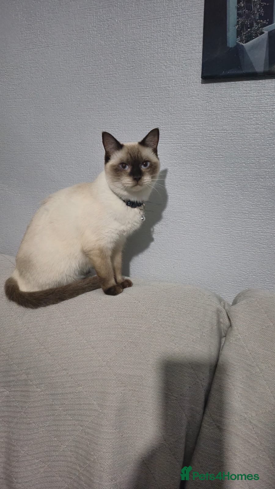 Mixed Breed cats Ragdolls/British short haired  - Advert 2