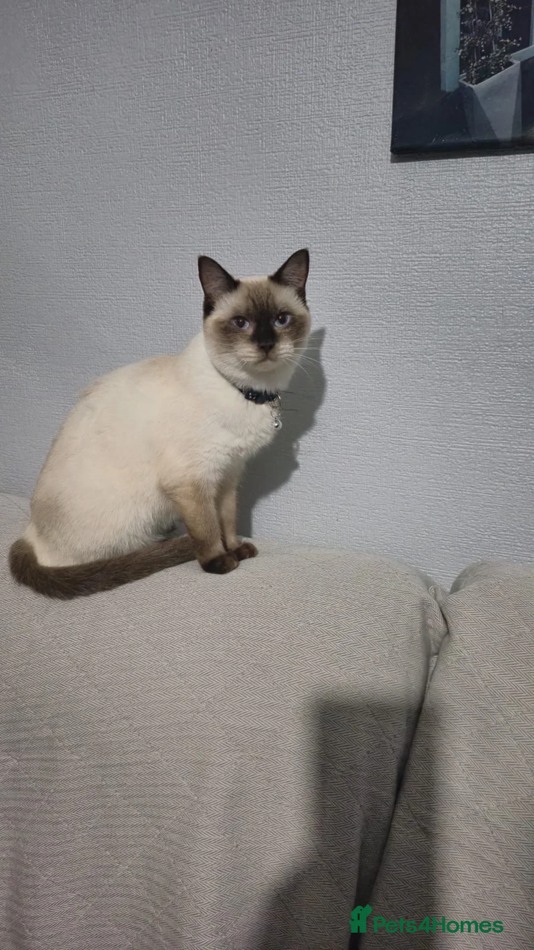 Mixed Breed cats for sale: Ragdolls/British short haired  - Advert 1