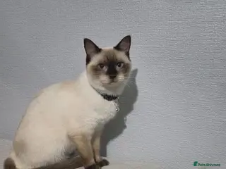 Mixed Breed cats Ragdolls/British short haired - Advert 3