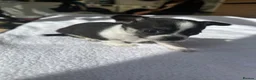 Chihuahua dogs for sale: Puppies - Advert 5
