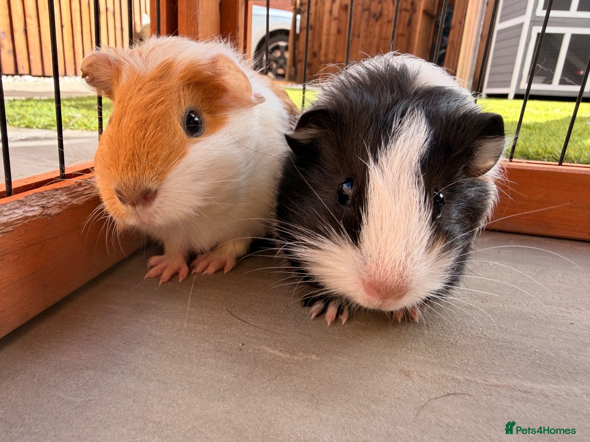 Guinea Pig rodents for sale: 2 male baby guinea pigs 6 weeks old - Advert 3
