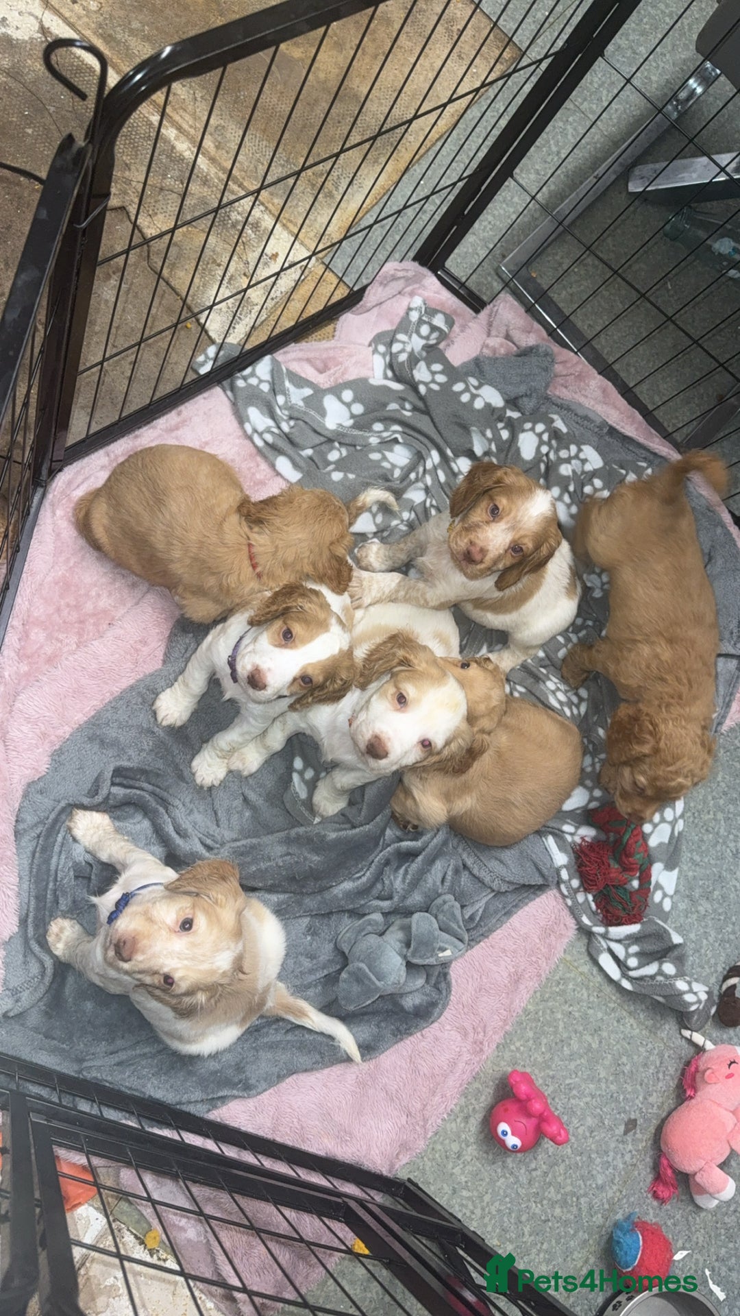 Cocker Spaniel dogs for sale: REDUCED💵cocker spaniel puppies 🩷💙 - Advert 5