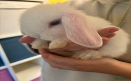 Mini Lop rabbits for sale: Mini lop bunnies  - Image 9