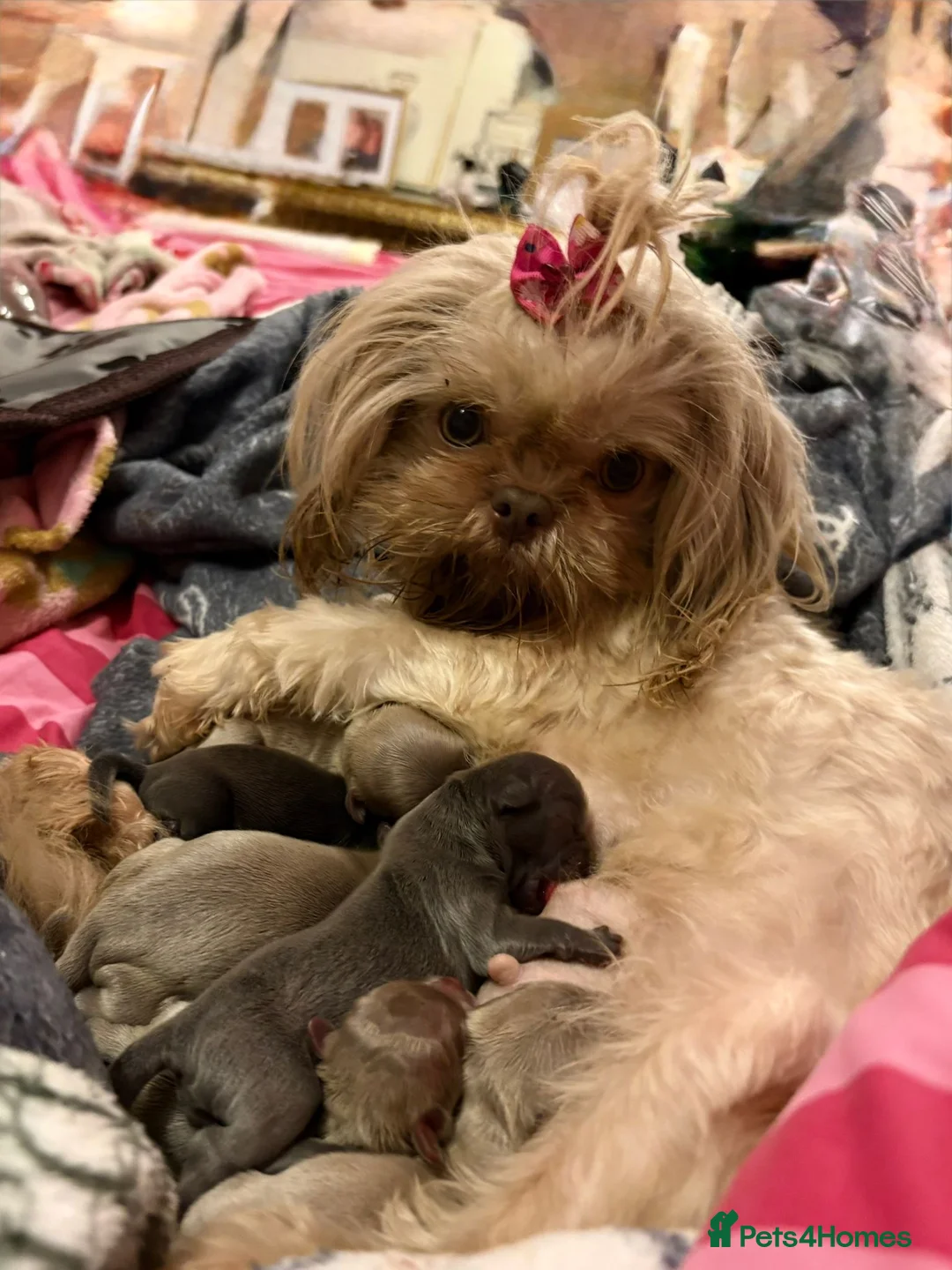 Shih Tzu dogs for sale: KC Health Tested Smoke Male & Female Unique - Advert 2