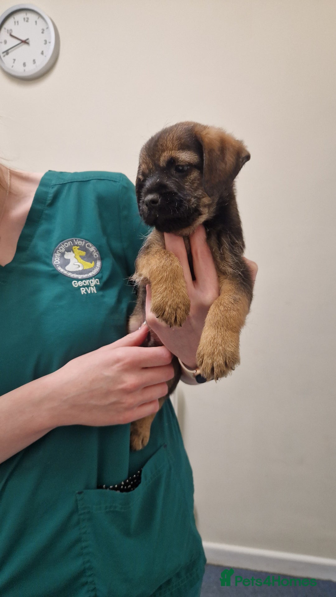 Border Terrier dogs for sale: 2 excellent show quality border terrier dog pups - Advert 9