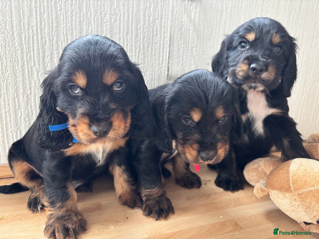 Cocker Spaniel dogs for sale: Beautiful cocker spaniel puppies  - Image 2