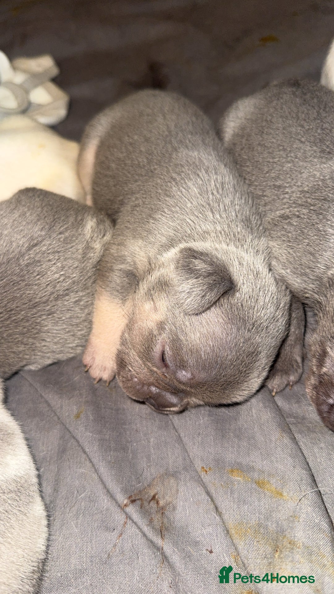 French Bulldog dogs for sale: 8 KC Reg’d French Bulldog Pups For Sale - Image 8