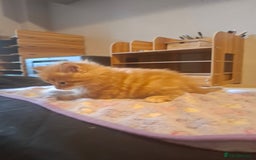 Mixed Breed cats for sale: Brown kitten avaliable.ready 16th August  - Image 21