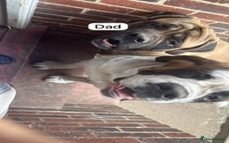 Mixed Breed dogs for sale: Saint Mastiffs for sale - Image 11