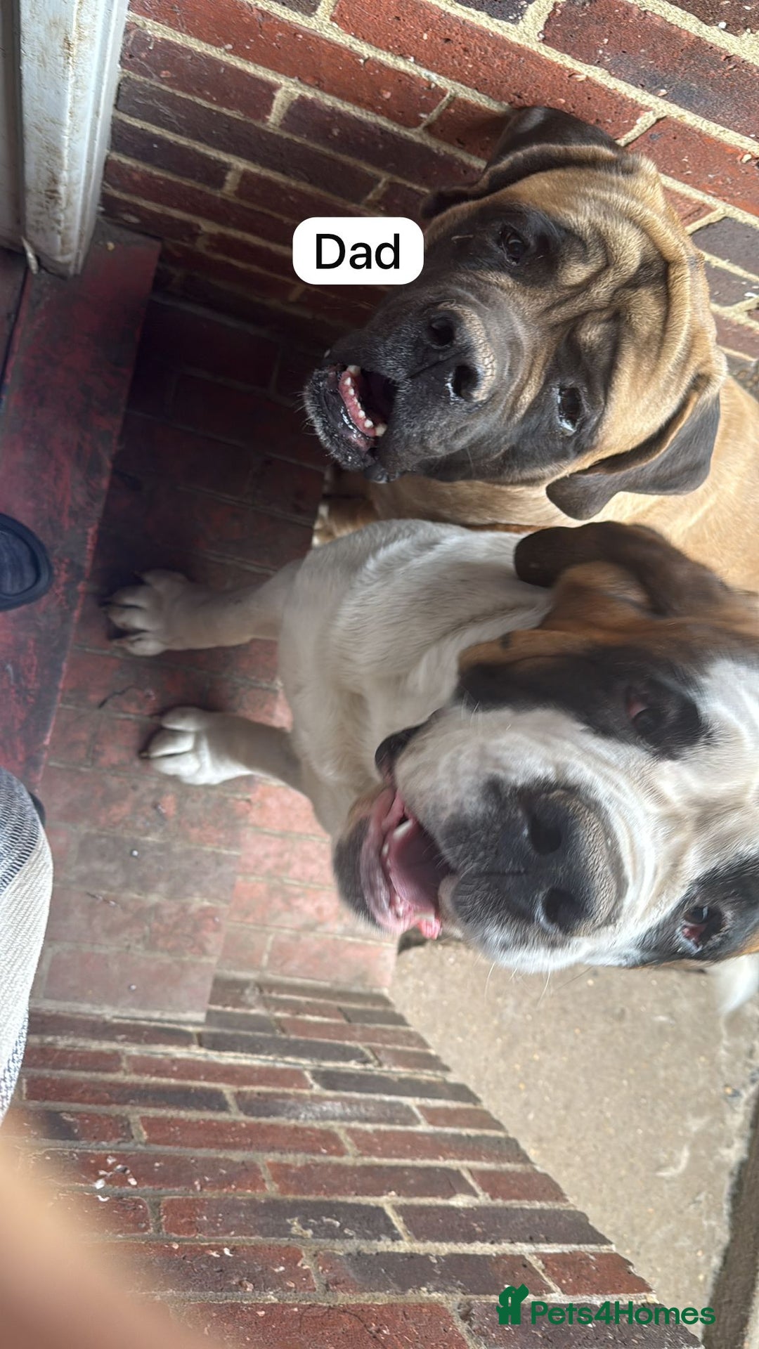 Mixed Breed dogs for sale: Saint Mastiffs for sale - Image 11