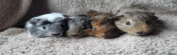 Guinea Pig rodents for sale: Adorable baby guineas - Advert 4