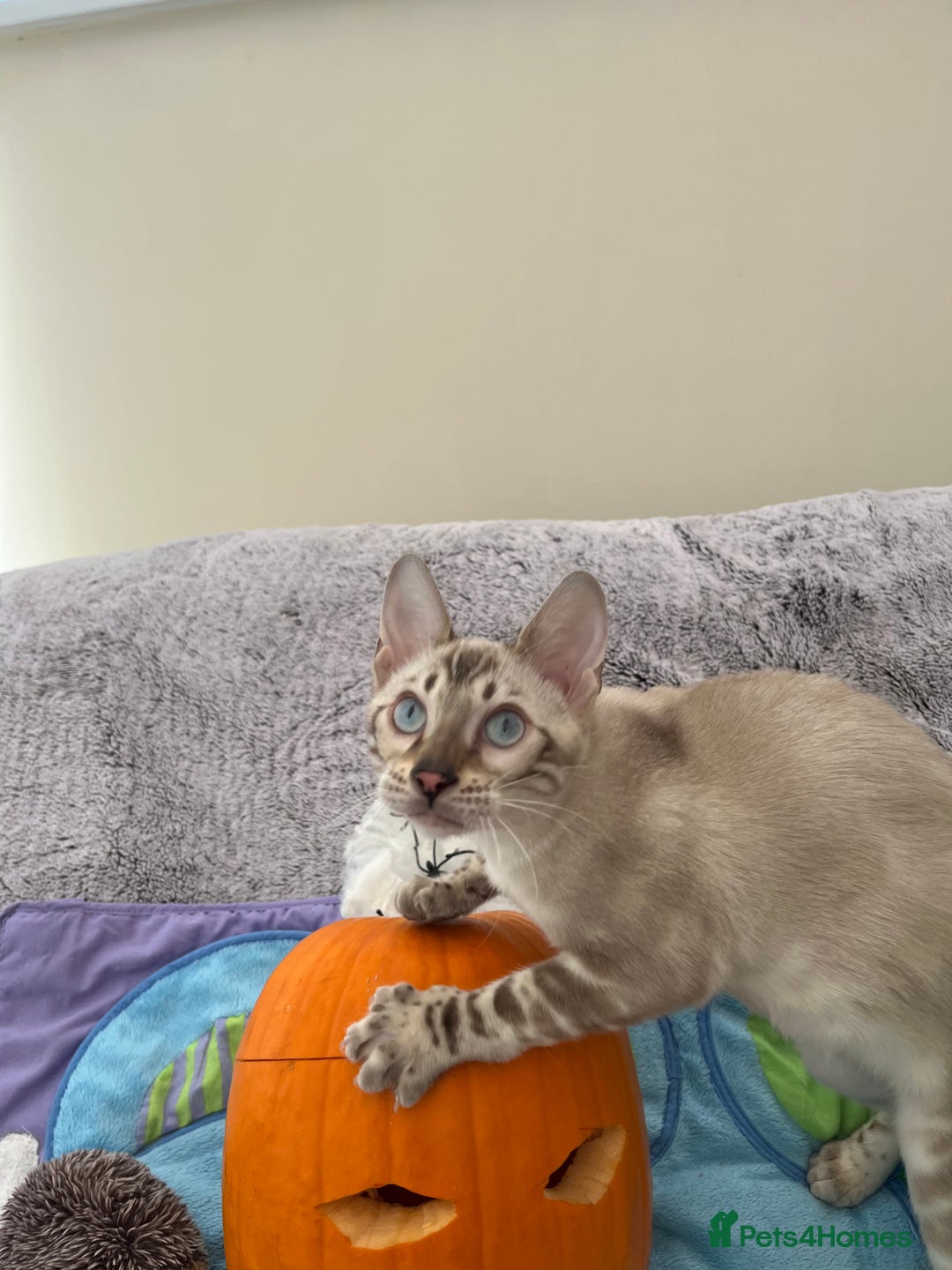 Bengal cats for sale: OUTSTANDING TICA reg BENGAL KITTENS - Image 29